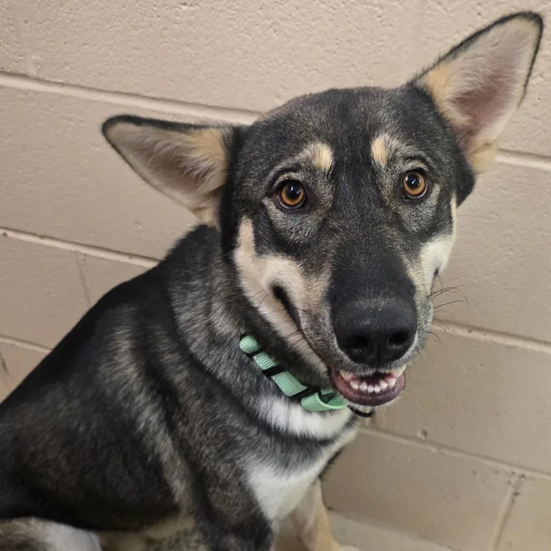 An adult large-sized male Black German Shepherd Dog dog named Jon Snow for adoption in Columbia, MO