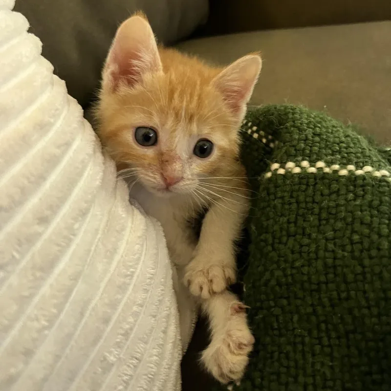 A baby small-sized male Orange / Red Domestic Short Hair cat named Hugsy for adoption in Austin, TX