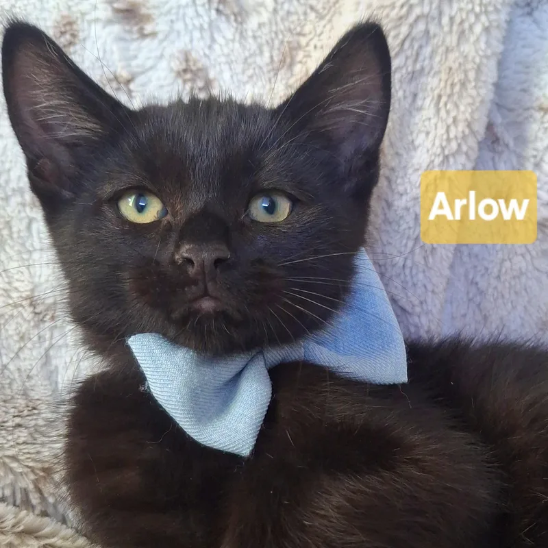 A baby small-sized male Domestic Short Hair cat named Arlo for adoption in Fullerton, CA