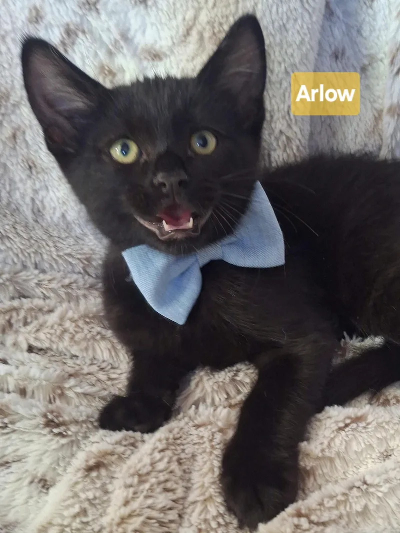 Arlo thumbnail 3