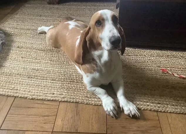 A young medium-sized female Basset Hound dog named Mabel for adoption in Petaluma, CA