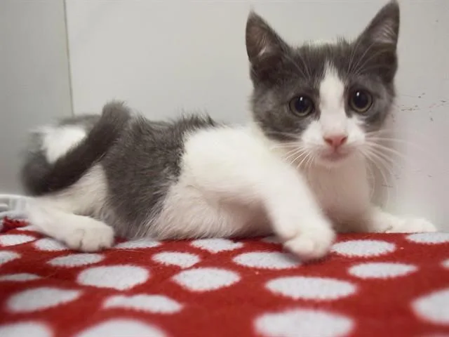 A baby small-sized female Domestic Short Hair cat named Vanessa for adoption in Sacramento, CA