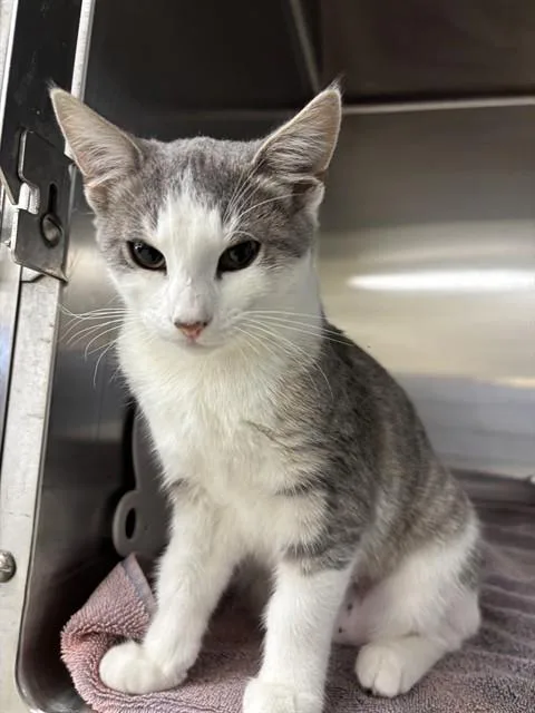 A baby small-sized female Domestic Short Hair cat named Nuri for adoption in Fremont, CA