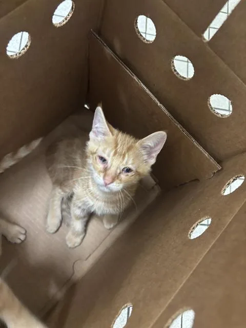 A baby medium-sized female Domestic Short Hair cat named Marble for adoption in Dallas, TX