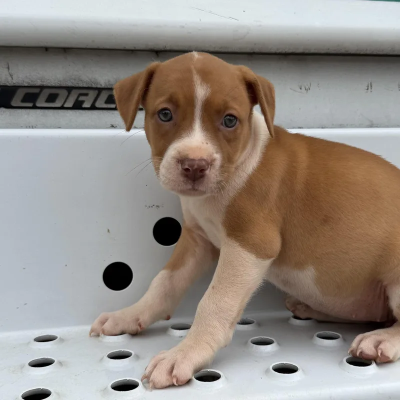 A baby medium-sized female Red / Chestnut / Orange Pit Bull Terrier dog named Ginny for adoption in Columbia, SC