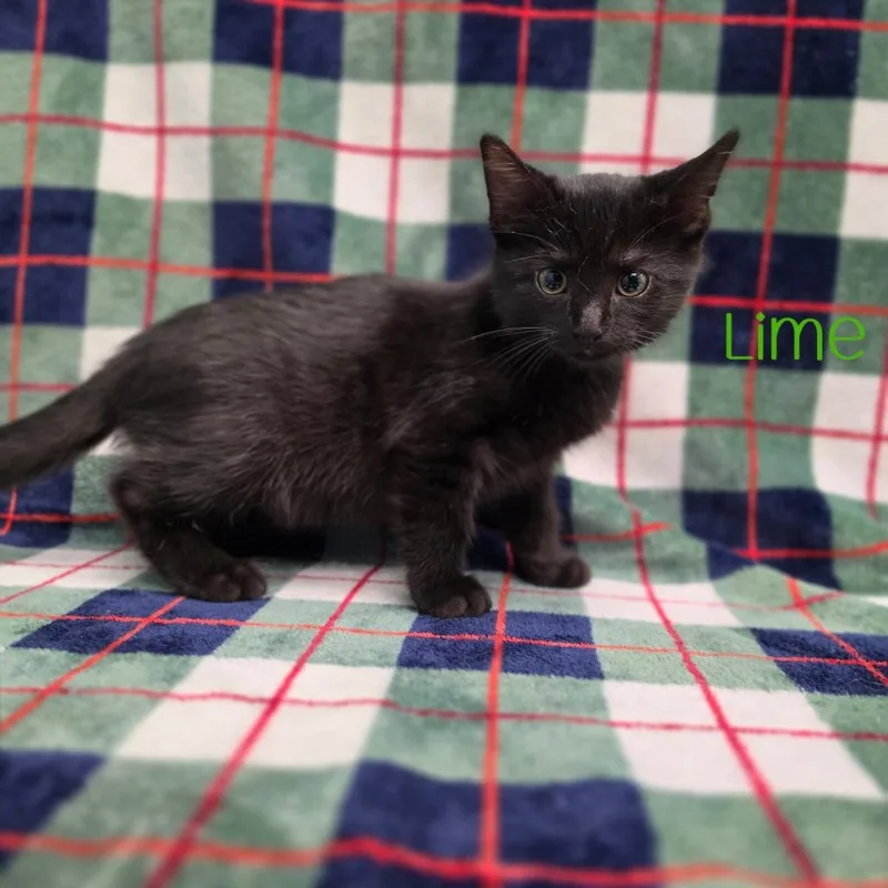 A baby small-sized male Black Domestic Short Hair cat named Lime for adoption in Parkersburg, WV