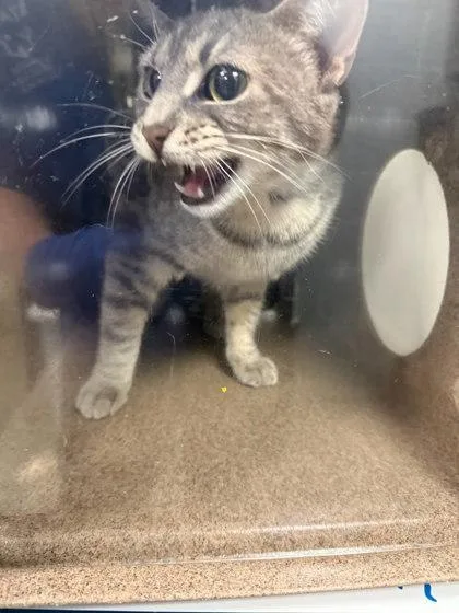 An adult medium-sized female Domestic Short Hair cat named Marcia Greenberger for adoption in Washington, DC