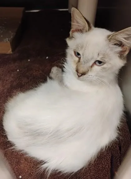 An adult small-sized male Domestic Medium Hair cat named Toasty Marsh for adoption in Fallston, MD