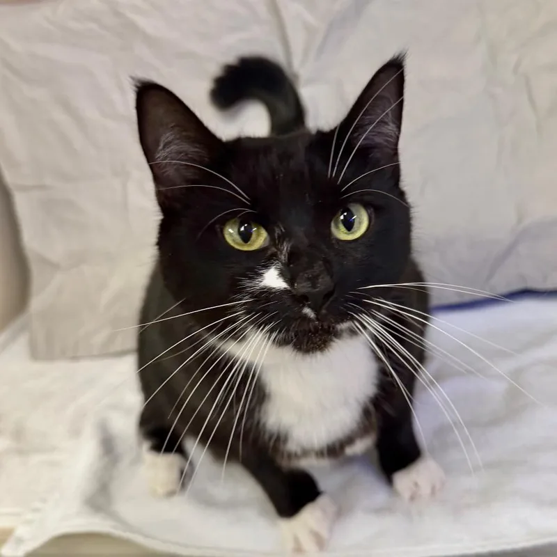 An adult large-sized female Black Domestic Short Hair cat named Fiona for adoption in Wantagh, NY