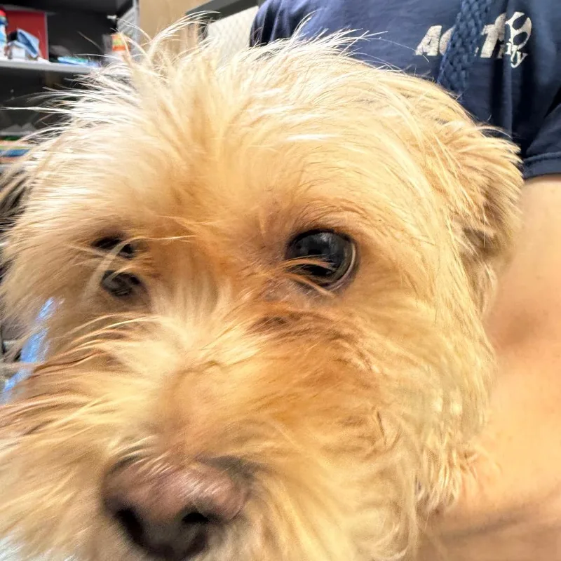 An adult small-sized female Yellow / Tan / Blond / Fawn Mixed Breed dog named Taco for adoption in Philadelphia, PA