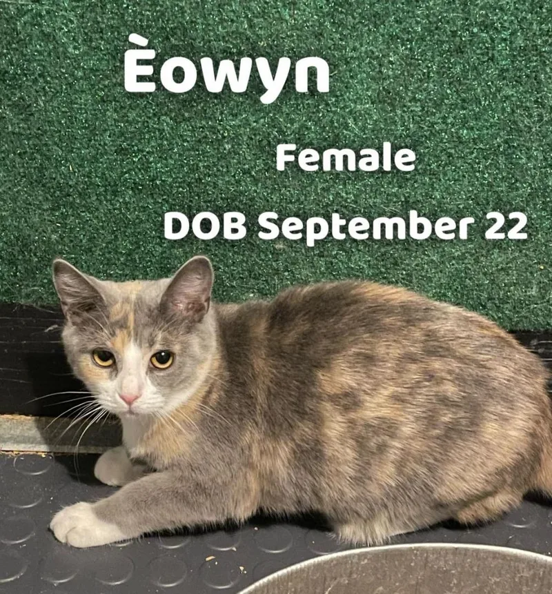 Eowyn thumbnail 2