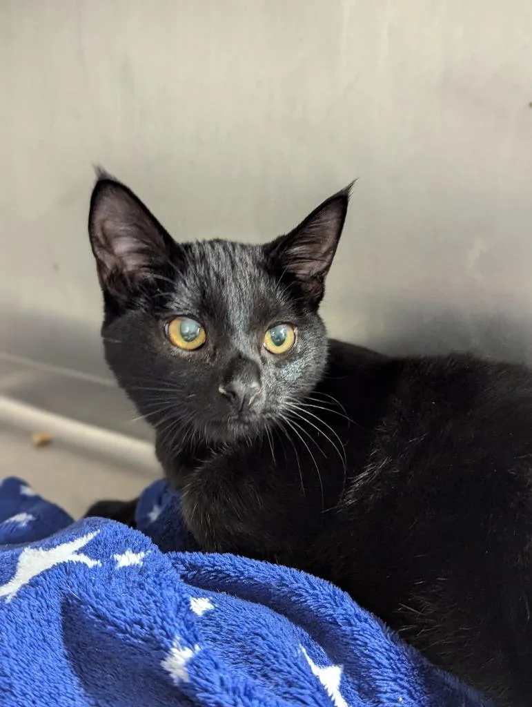 A young medium-sized female Domestic Short Hair cat named Ren for adoption in Cumming, GA