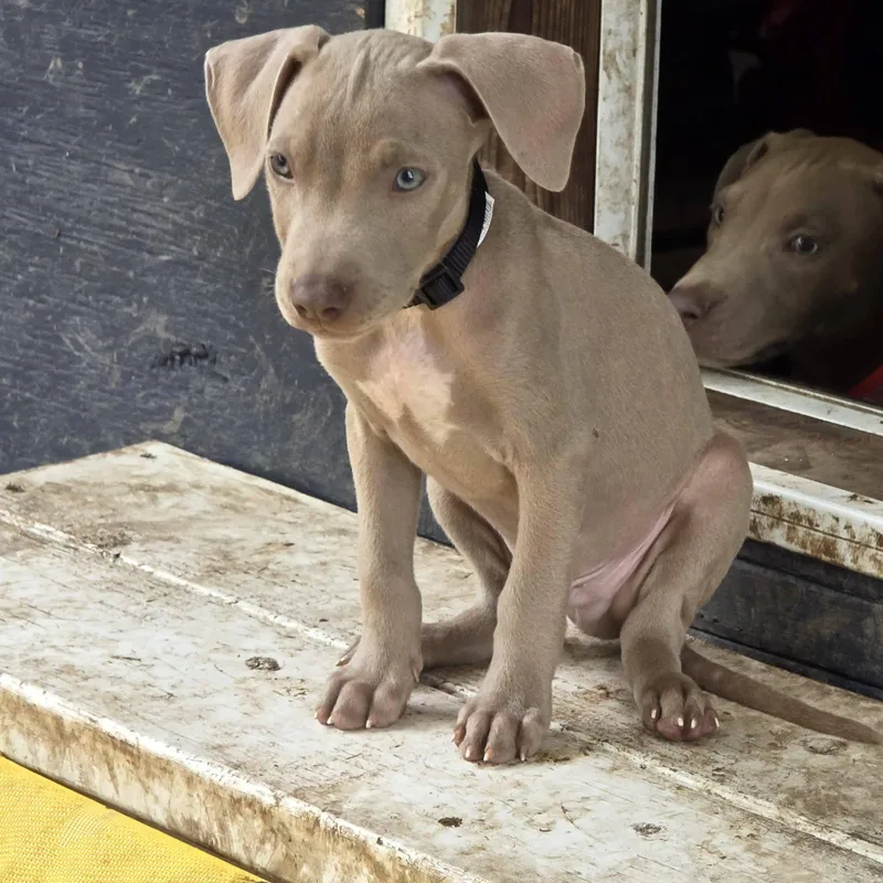 A baby medium-sized male Weimaraner dog named Makoa for adoption in Clinton, WI