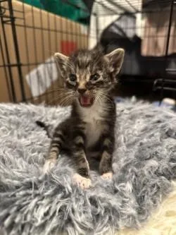 A baby small-sized male Domestic Short Hair cat named Cobbler for adoption in Farmers Branch, TX