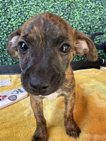 A baby small-sized female Brown / Chocolate Mixed Breed dog named 61571658 for adoption in El Paso, TX