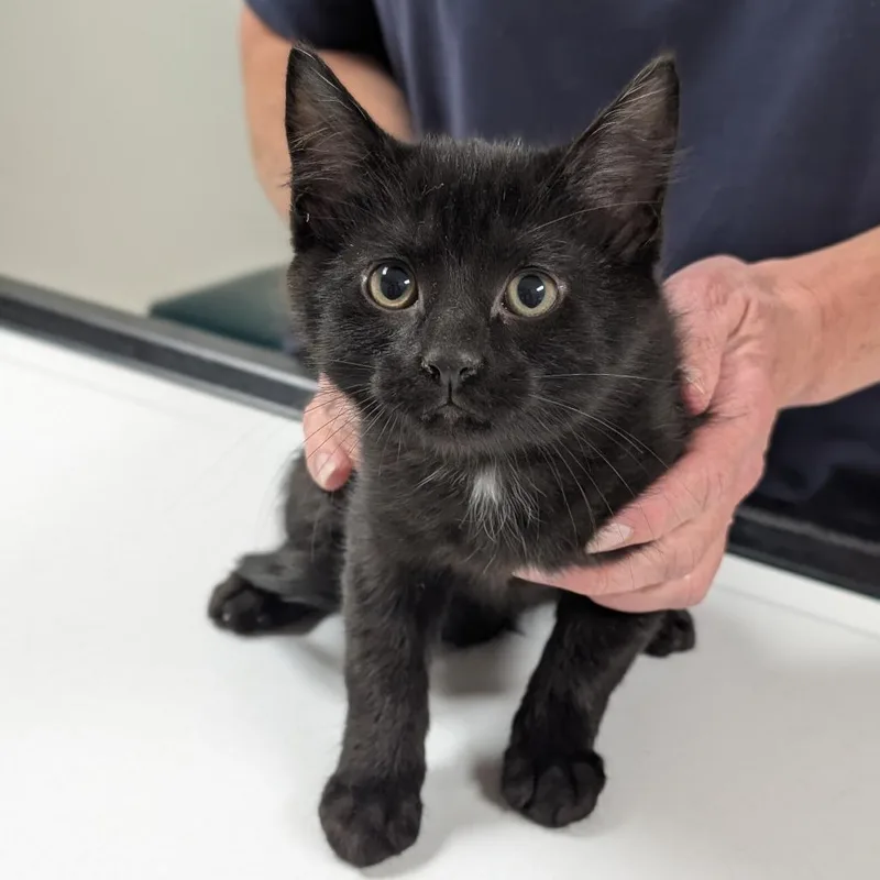 A baby small-sized male Domestic Short Hair cat named Jet for adoption in Canton, IL
