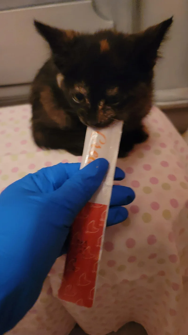 A baby medium-sized female Dilute Tortoiseshell Domestic Short Hair cat named Tweedledee for adoption in Fruit Heights, UT