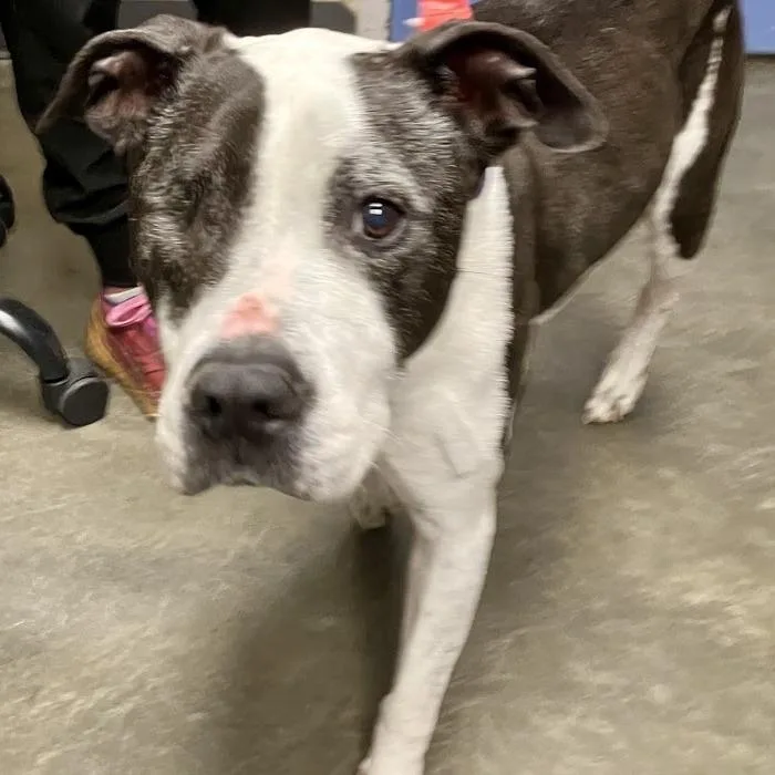 A senior medium-sized female Black Mixed Breed dog named Nova for adoption in DeKalb, IL