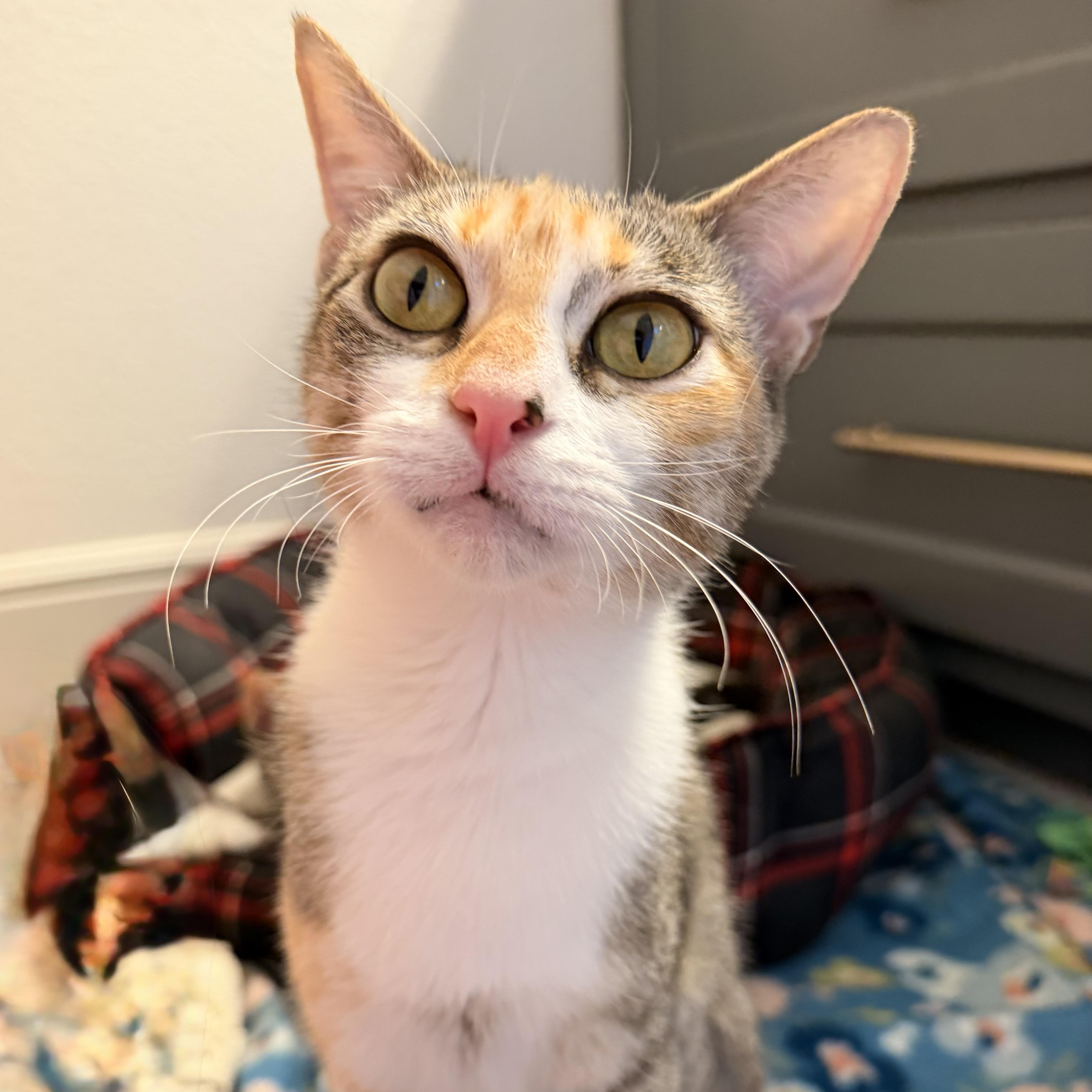 A young medium-sized female Tabby (Buff / Tan / Fawn) Domestic Short Hair cat named Tilly for adoption in Austin, TX
