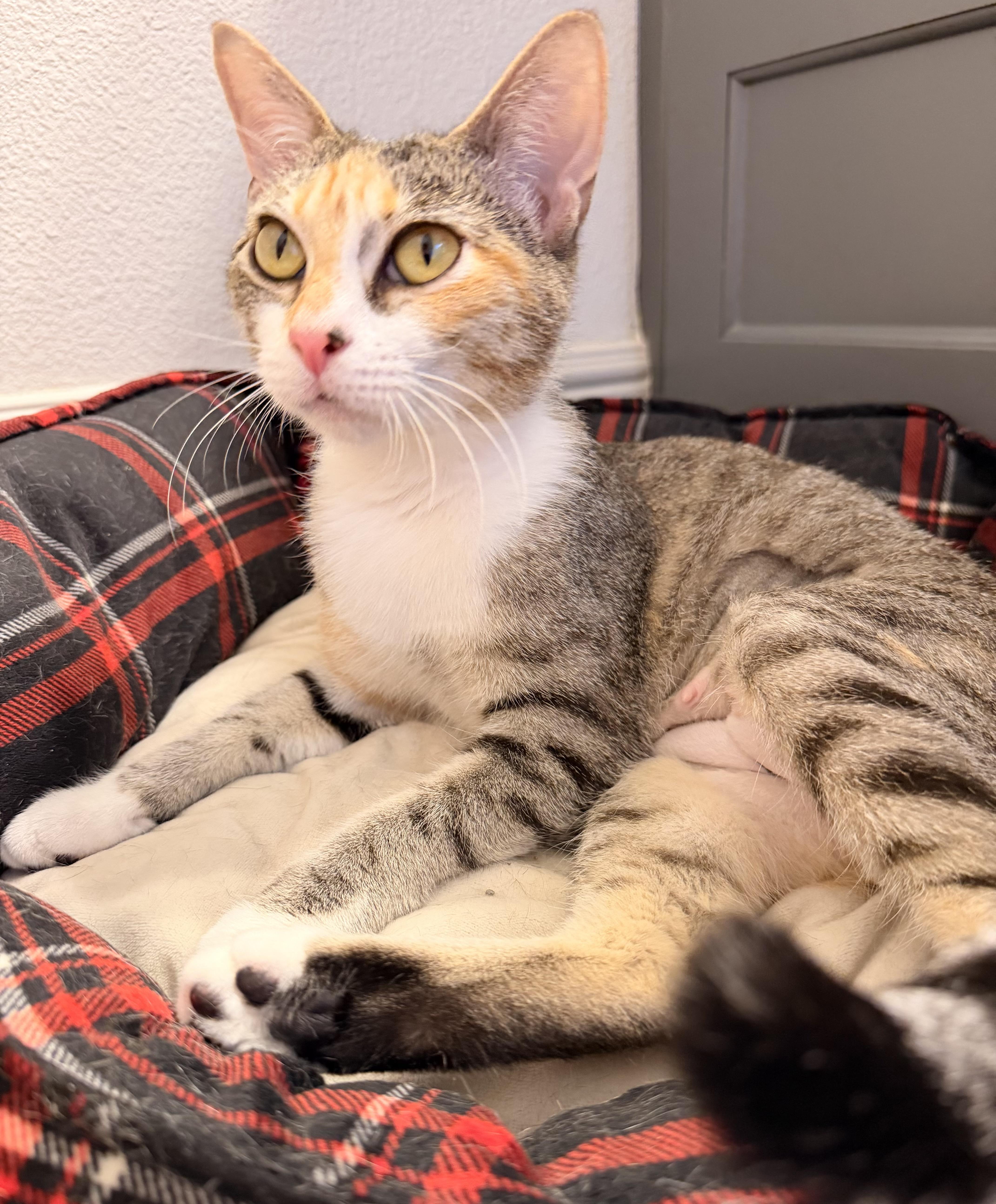 Tilly thumbnail 6