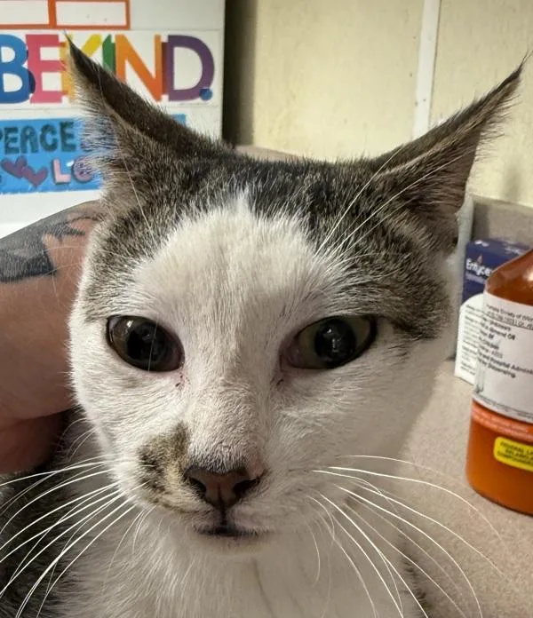 A young small-sized male Domestic Short Hair cat named Victor for adoption in Salisbury, MD