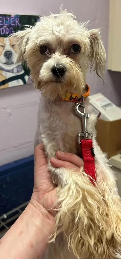 A baby small-sized male Shih Tzu dog named Jimothy for adoption in Oak Ridge, NJ