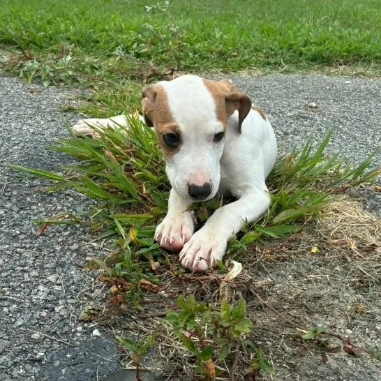 A baby medium-sized male Golden American Staffordshire Terrier dog named Luca for adoption in Colonial Heights, VA