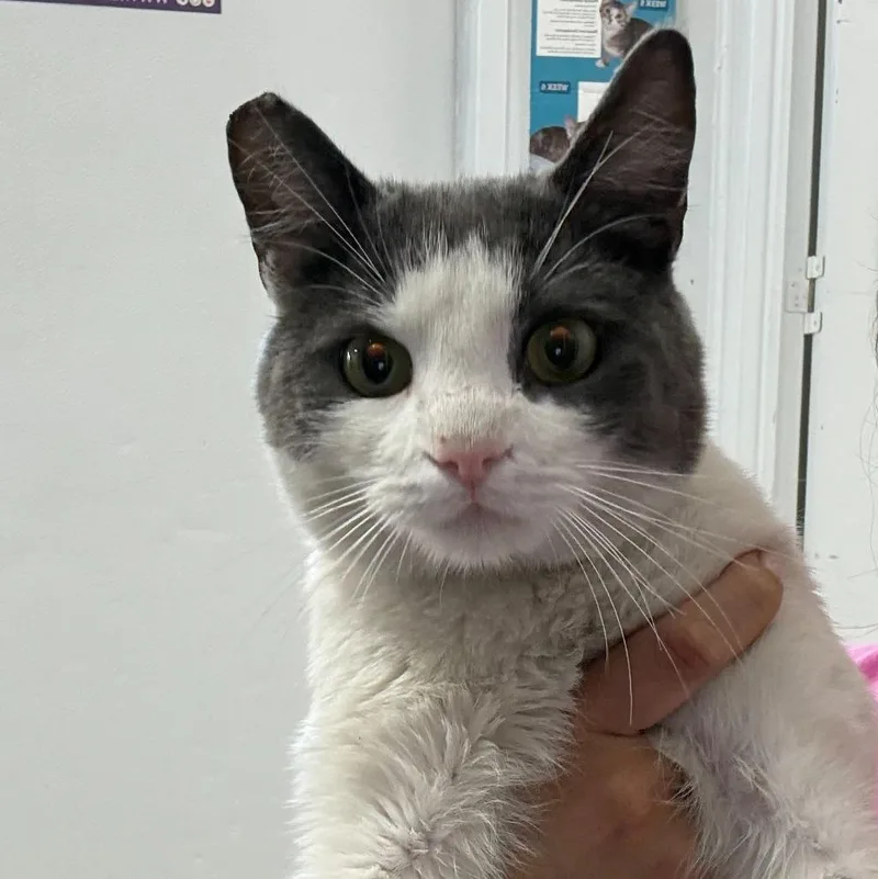 A young large-sized male Domestic Short Hair cat named Gilbert for adoption in Ewing, NJ