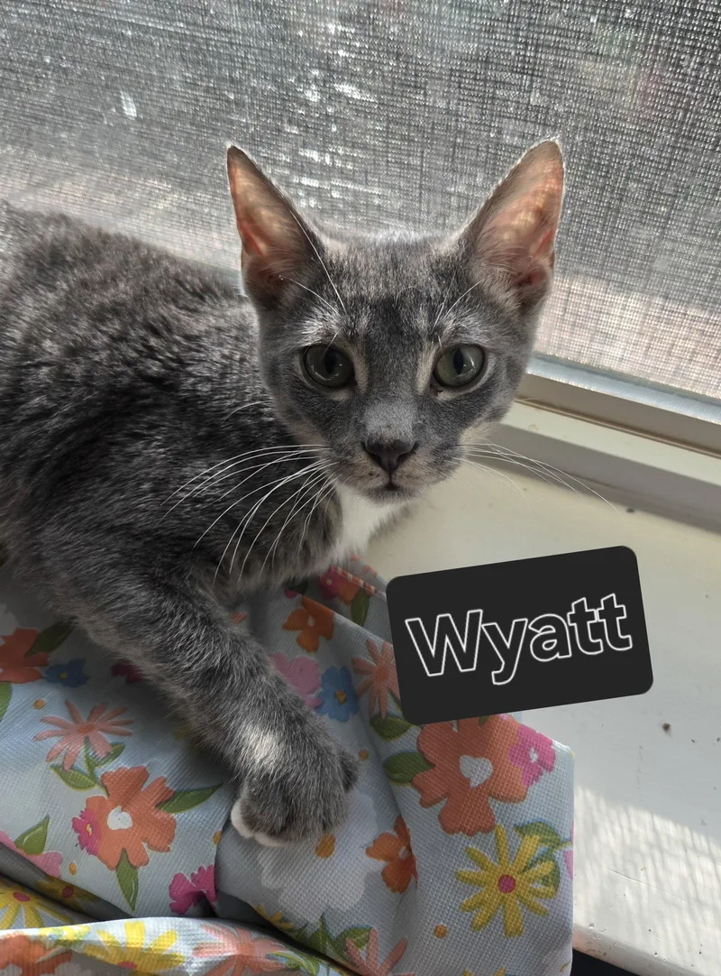 A young medium-sized male Domestic Short Hair cat named Wyatt for adoption in McKinney, TX