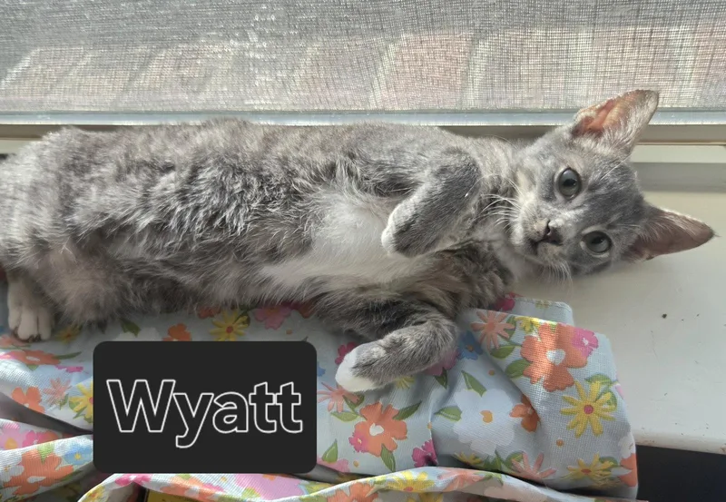 Wyatt thumbnail 2