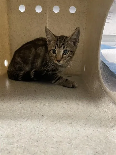 A baby small-sized male Domestic Short Hair cat named Oak for adoption in Tallahassee, FL