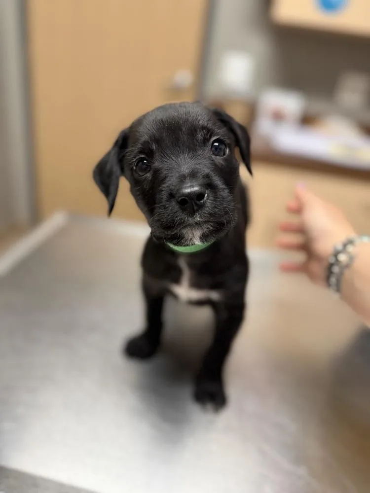 A baby medium-sized male Tricolor (Brown, Black, & White) Mixed Breed dog named Mcgraw for adoption in Clinton Township, MI