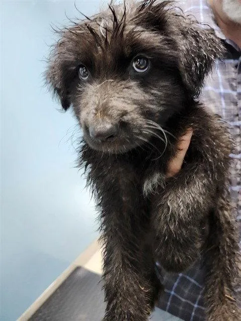 A baby medium-sized female German Shepherd Dog dog named Sassy for adoption in Holbrook, NY