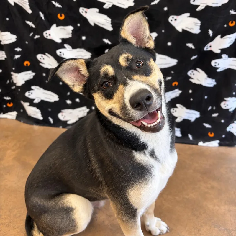 An adult medium-sized female Black Shepherd dog named Gumdrop for adoption in Deerfield, IL