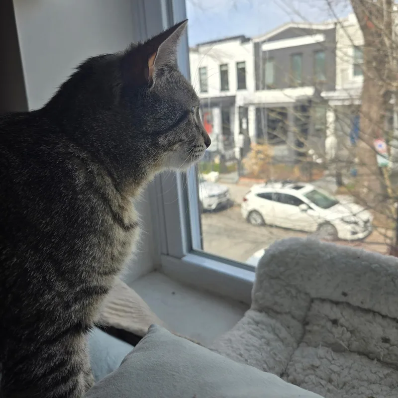 Cacio E Pepe thumbnail 2