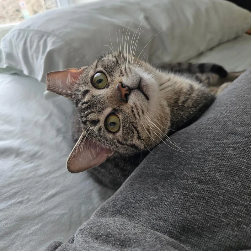 Cacio E Pepe thumbnail 4