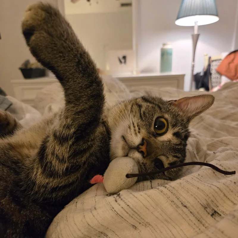 Cacio E Pepe thumbnail 5