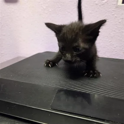 A baby small-sized male Black Domestic Short Hair cat named 61627138 for adoption in El Paso, TX