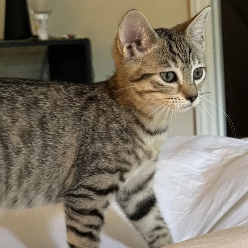 A baby medium-sized female Tabby (Gray / Blue / Silver) Domestic Short Hair cat named Stephanie for adoption in Murfreesboro, TN