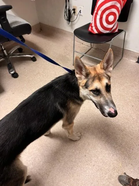 A young large-sized male German Shepherd Dog dog named Castle for adoption in Bakersfield, CA