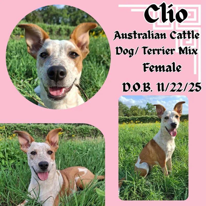 A baby medium-sized female Golden Australian Cattle Dog / Blue Heeler dog named Clio for adoption in Caldwell, TX