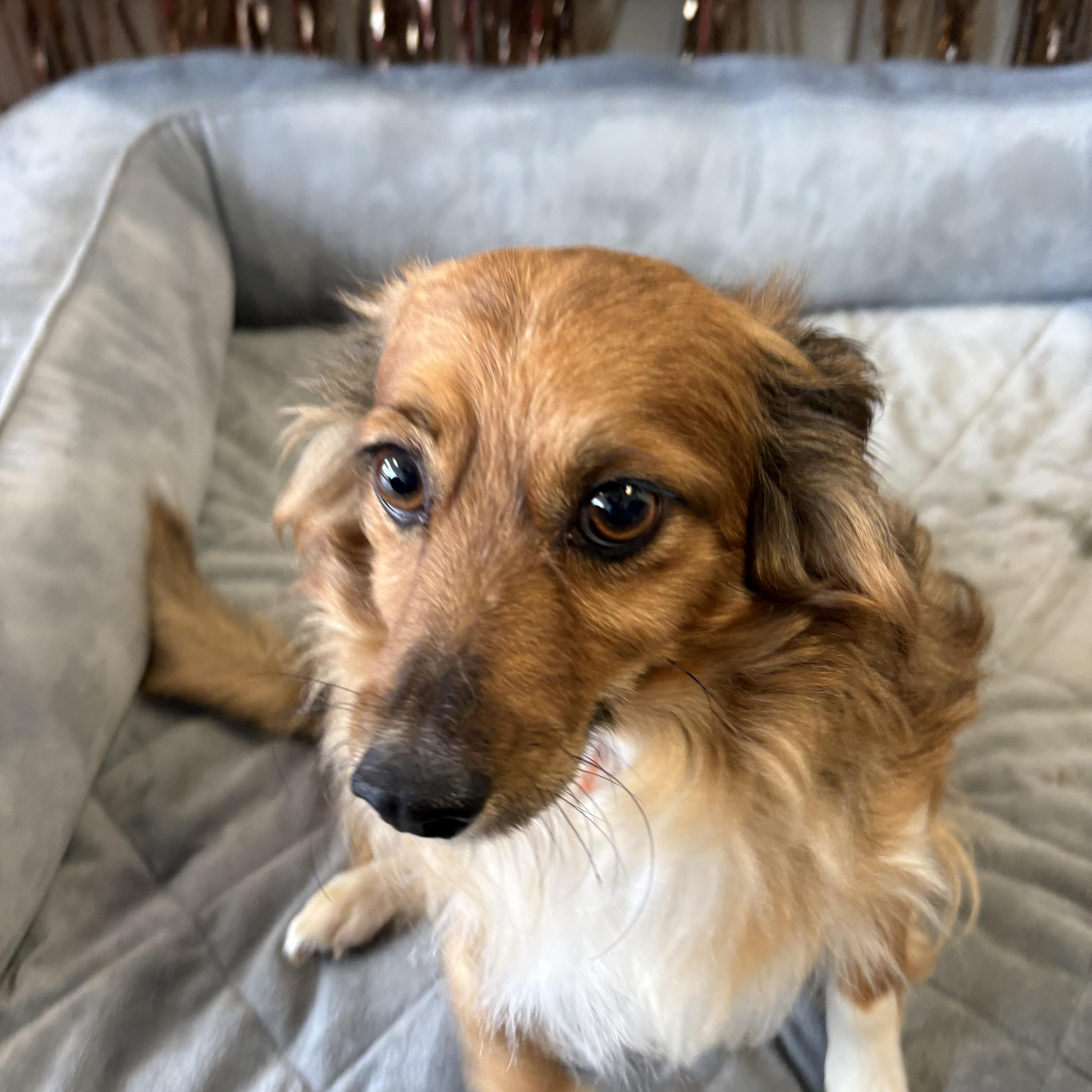 An adult small-sized male Papillon dog named Gordie for adoption in Joliet, IL