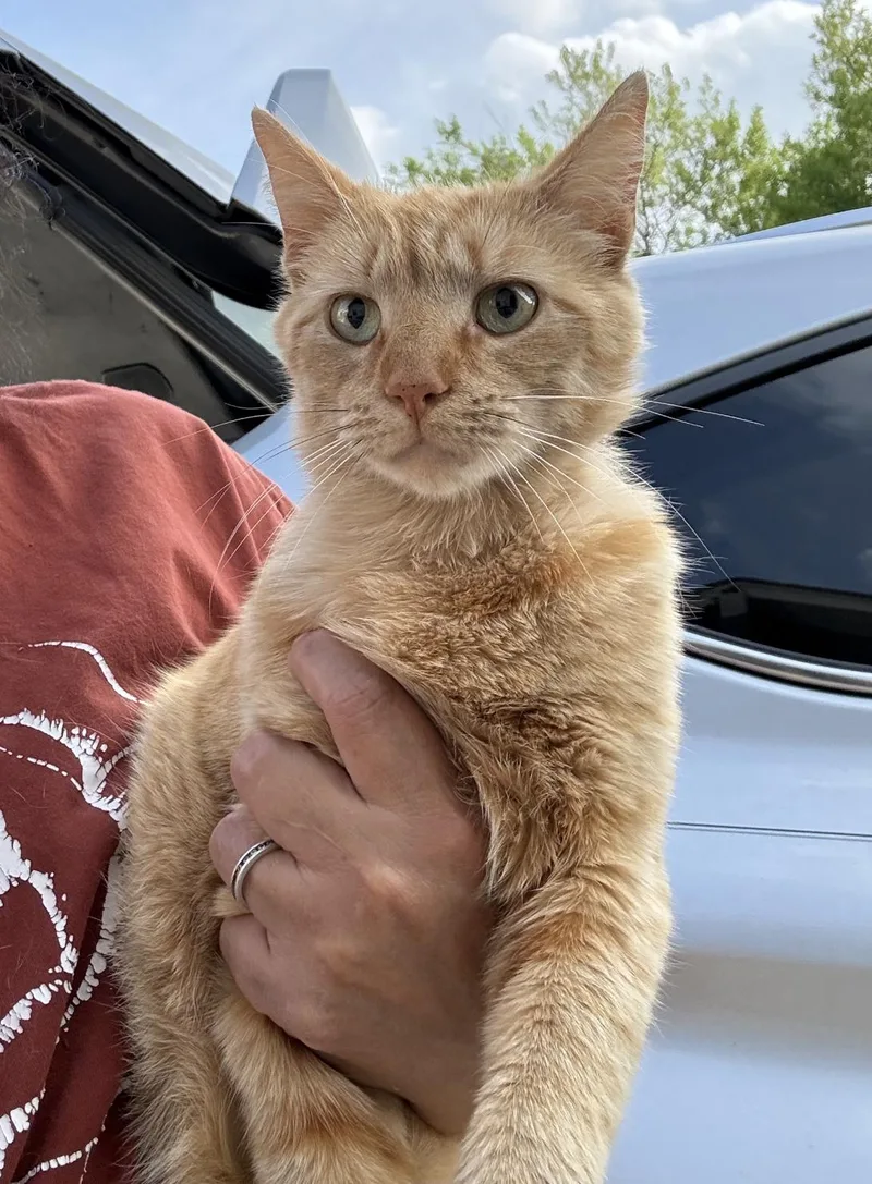 An adult medium-sized female Orange / Red Domestic Short Hair cat named Missy Marigold for adoption in Frisco, TX