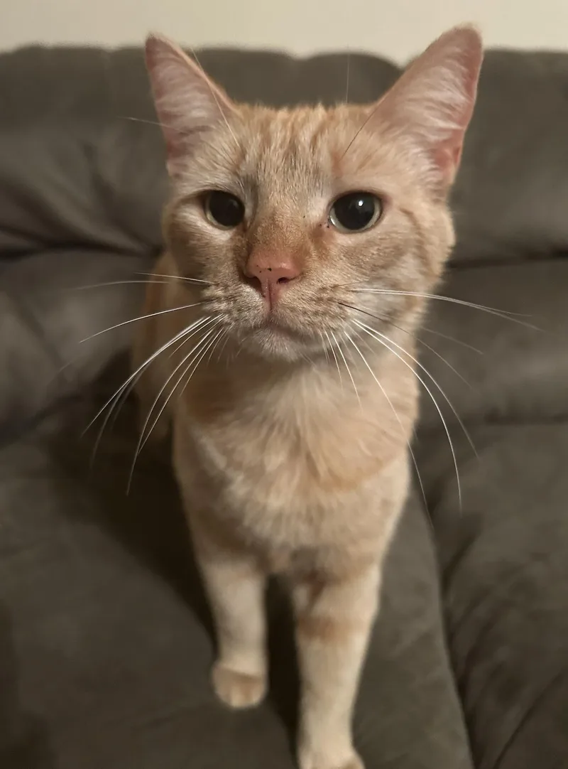 Missy Marigold thumbnail 2