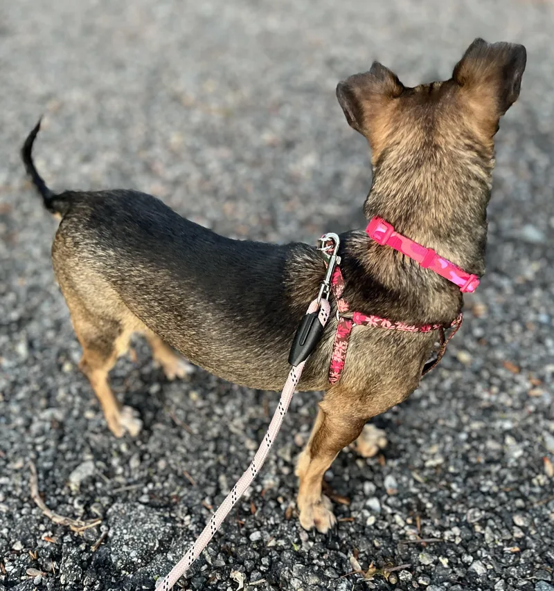 A young small-sized female Tricolor (Brown, Black, & White) Chihuahua dog named Meemee for adoption in Blackstone, MA