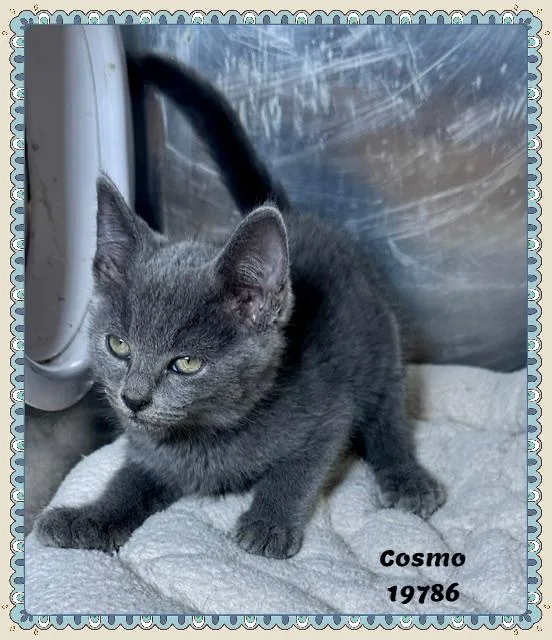 COSMO see also COMET thumbnail 2