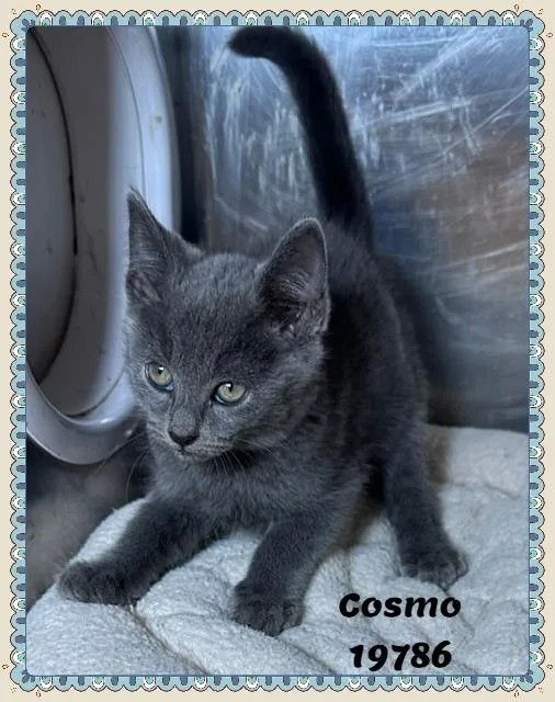 COSMO see also COMET thumbnail 3