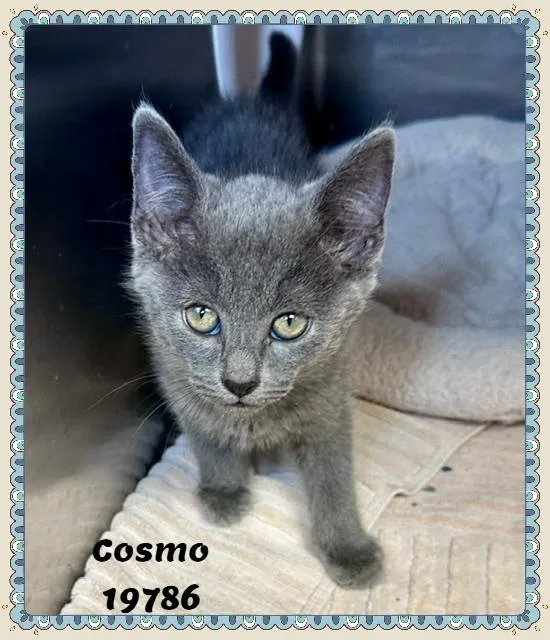 COSMO see also COMET thumbnail 4