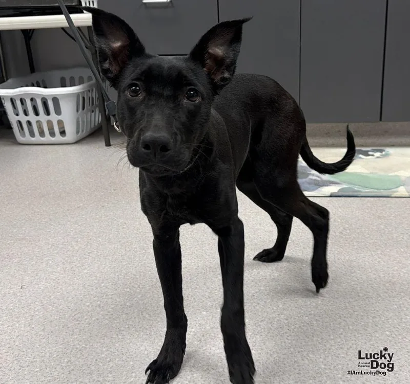 A young medium-sized female Labrador Retriever dog named Harley for adoption in Washington, DC
