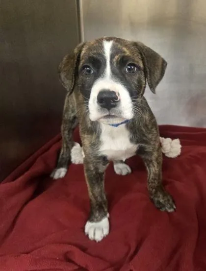 A baby small-sized male Pit Bull Terrier dog named Bowie for adoption in Westland, MI